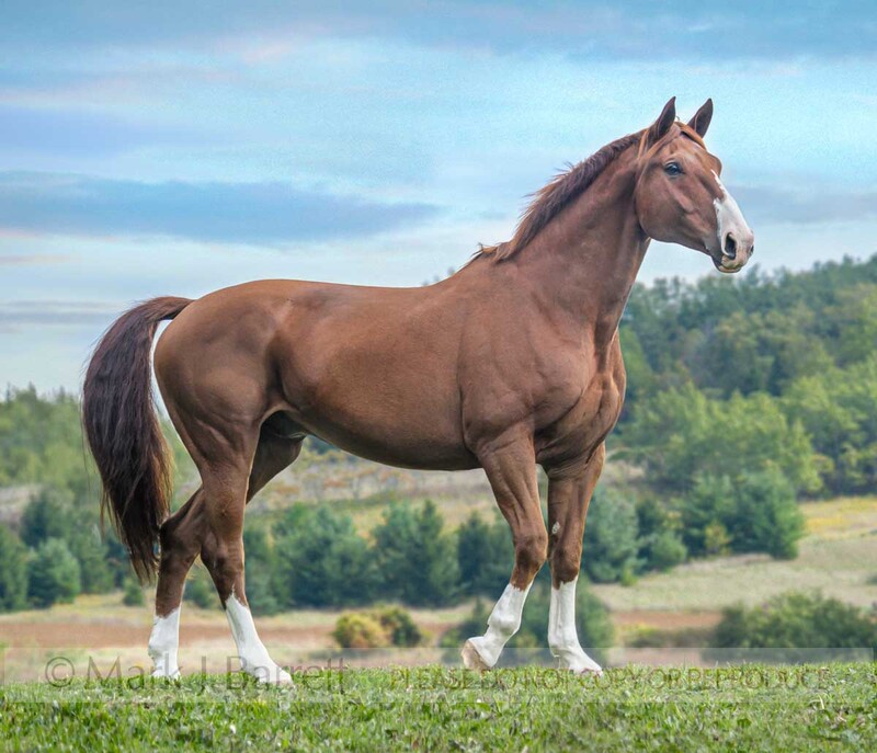 8644-24.jpg :: Oldenburg gelding \