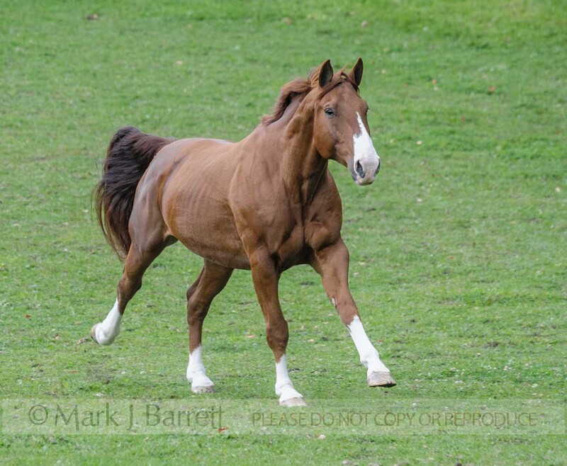 8644-32.jpg :: Oldenburg gelding \