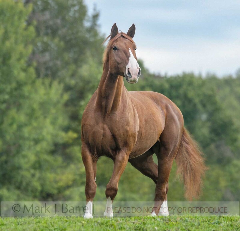8644-37.jpg :: Oldenburg gelding \
