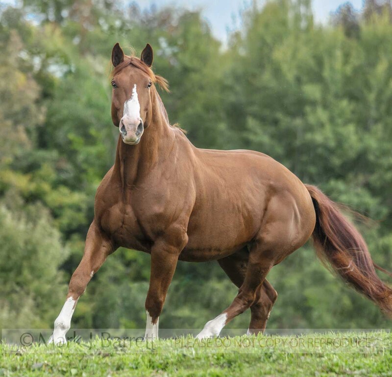 8644-38(1).jpg :: Oldenburg gelding \