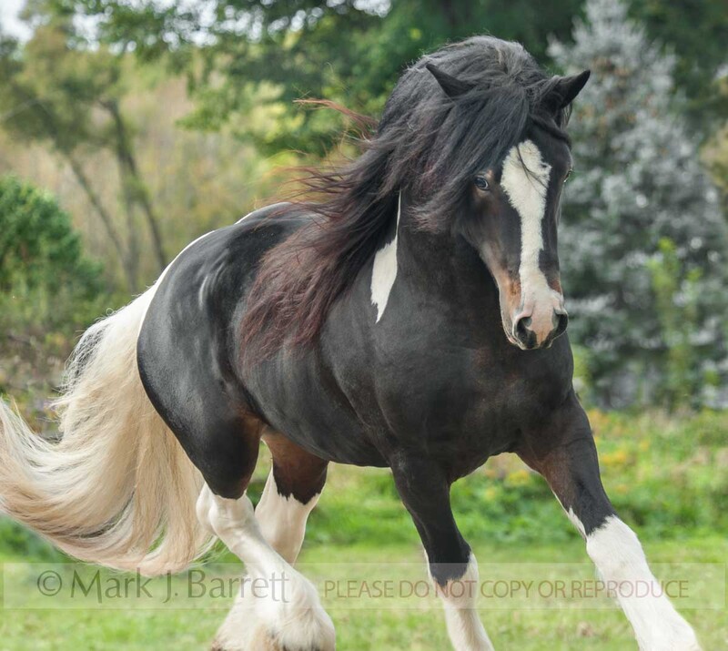 8646-90A(1).jpg :: adult male Gypsy Vanner Horse stallion runs in grass
