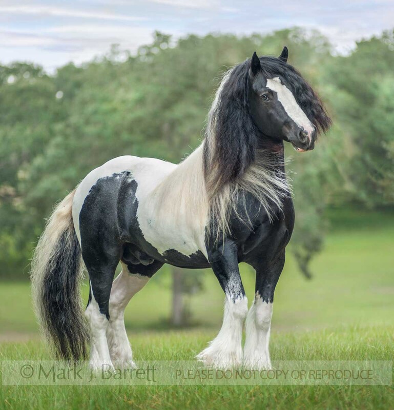 8650-11A.jpg :: adult male Gypsy Vanner horse stallion poses in grass field