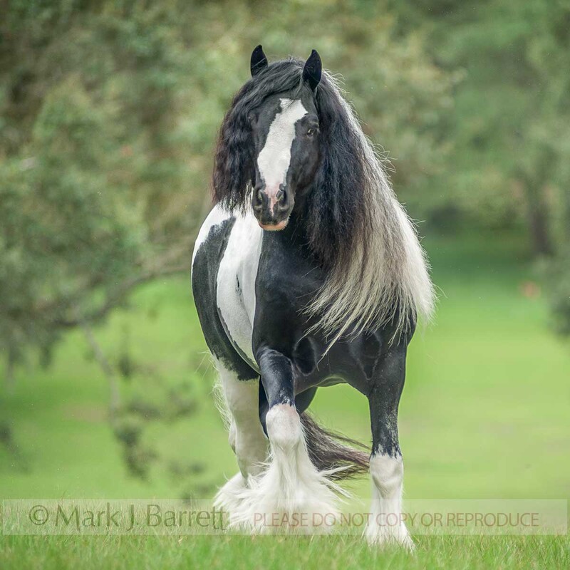 8650-5(1).jpg :: adult male Gypsy Vanner horse stallion trots head on in grass field with trees