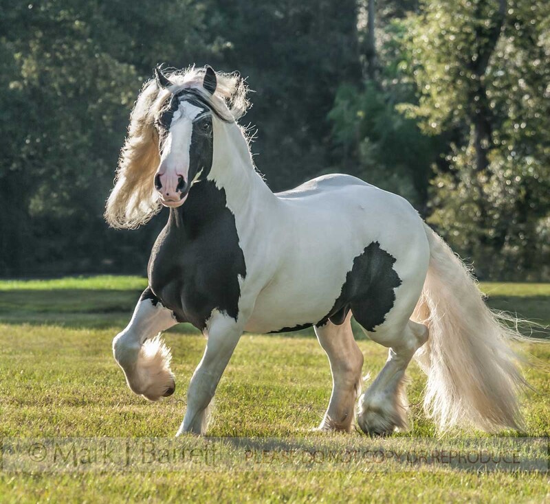 8652-78(1).jpg :: adult male Gypsy Vanner horse stallion trots in grass field