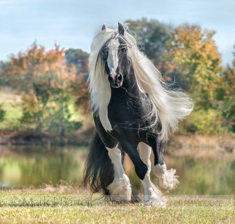 8655-43A-2(1).jpg :: Gypsy Vanner horse stallion RUNS BY POND WITH AUTUMN FOLIAGE