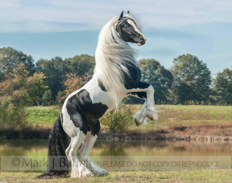 8655-54B.jpg :: Gypsy Vanner horse stallion