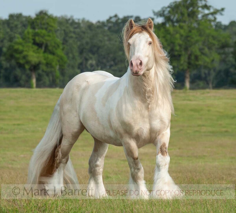 8658-45A(1).jpg :: Adult male Gypsy Vanner horse stallion stands in open field