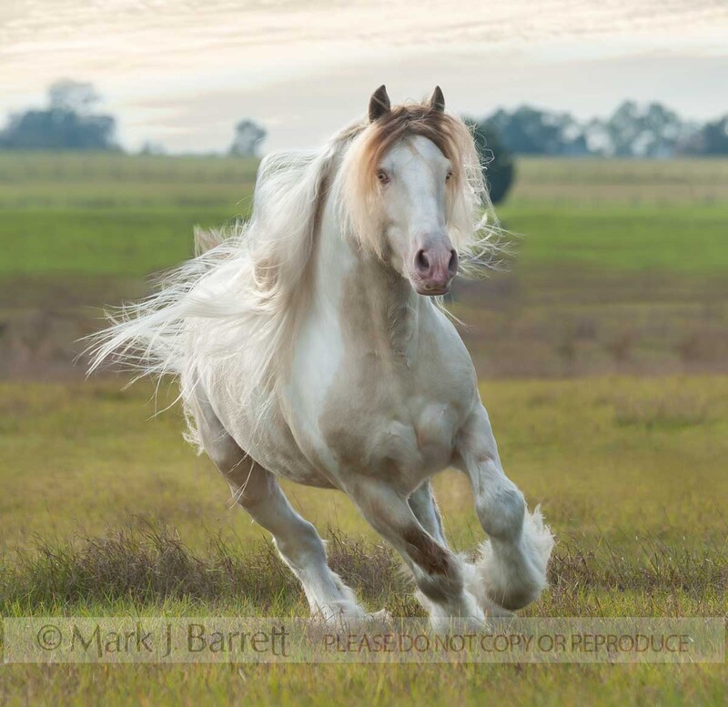 8658-60.jpg :: Gypsy Vanner horse stallion