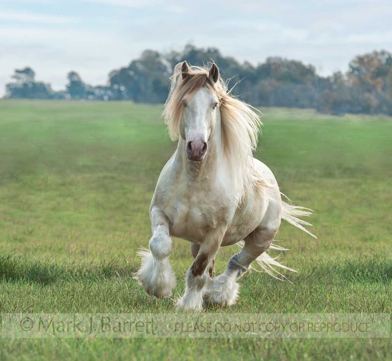 8658-65A(1).jpg :: Adult male Gypsy Vanner horse stallion runs in open field