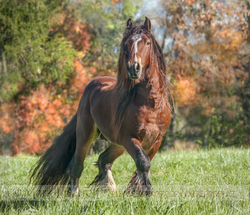 8659-26A(1).jpg :: Gypsy Vanner horse stallion in autumn pasture