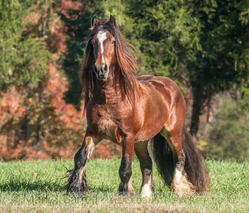 8659-37(1).jpg :: Gypsy Vanner horse stallion