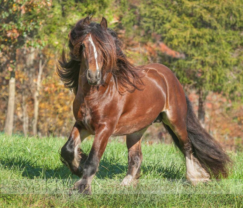 8659-38.jpg :: adult male Gypsy Vanner horse stallion runs in autumn pasture