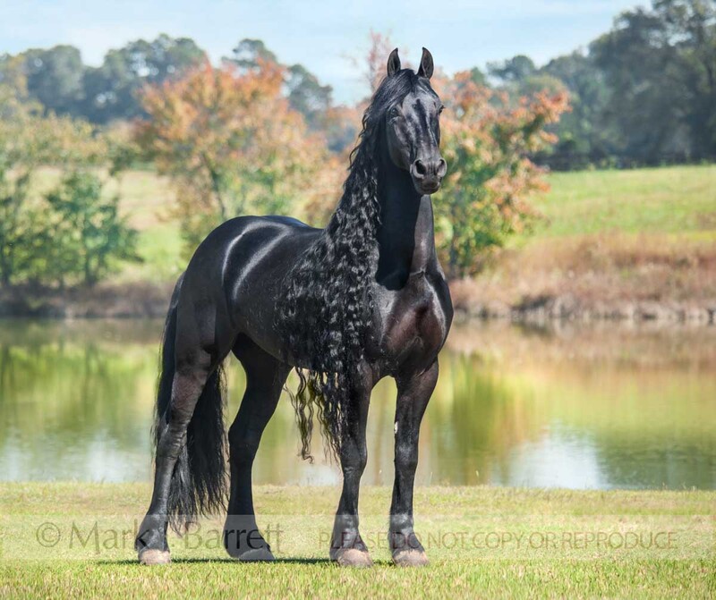 8660-10(1).jpg :: adult male Friesian horse stallion stands in field by pond water