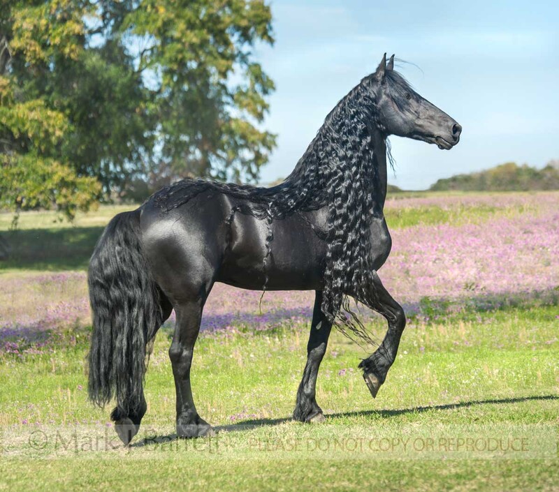 8660-18.jpg :: adult male Friesian horse stallion in wildflower field