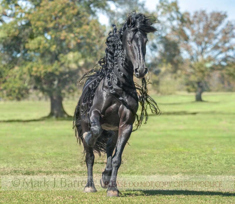 8660-34B.jpg :: adult male Friesian horse stallion in head on strong trot  across grass field