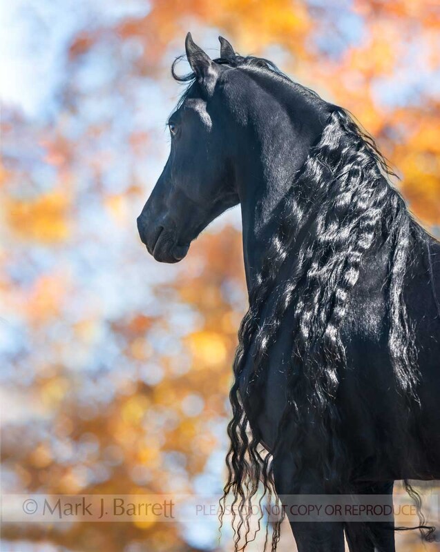 8660-4B.jpg :: adult male Friesian horse stallion with autumn foliage