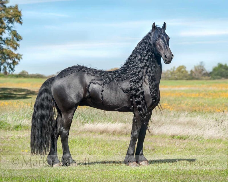 8660-7A.jpg :: Friesian horse stallion