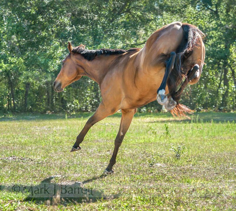 8662-62.jpg :: Four year old Thoroughbred Horse stallion kicks up his heels  in play