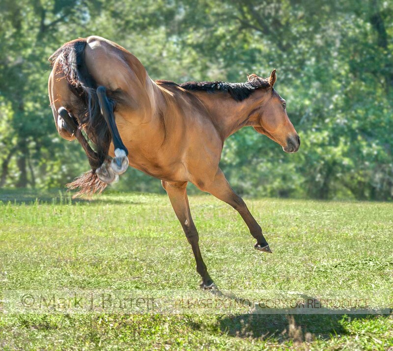 8662-62A.jpg :: Adult male Thoroughbred Horse stallion kicks up his heels grass field