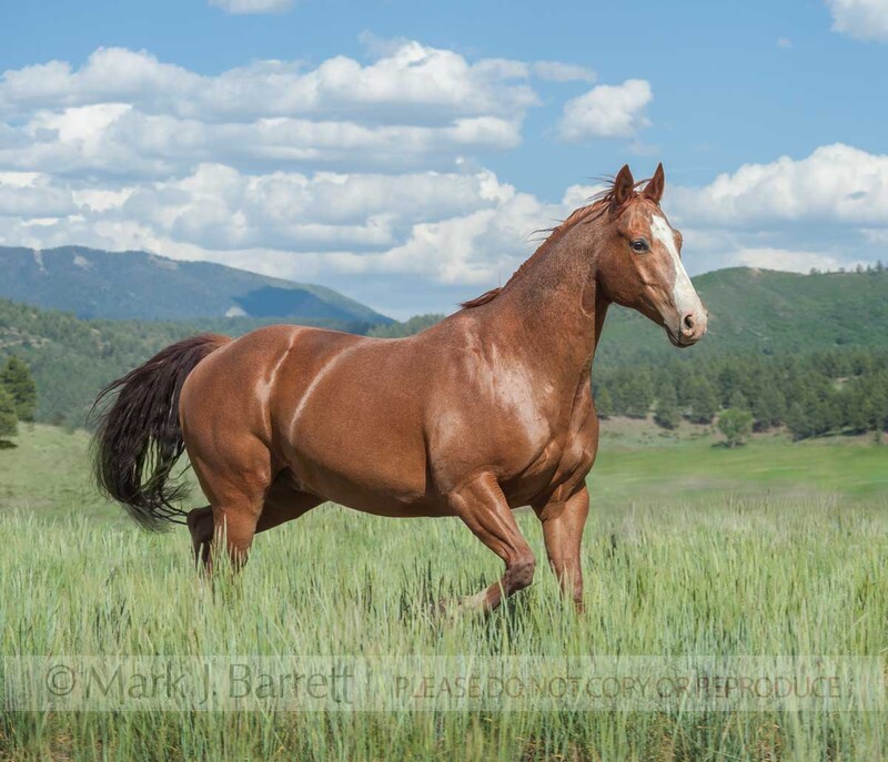 8668-24A.jpg :: adult male American Quarter Horseruns across alpine field