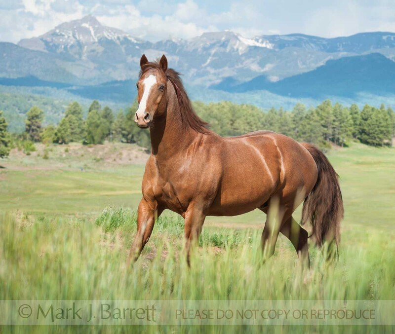 8668-26B(2).jpg :: Red roan Quarter Horse stallion