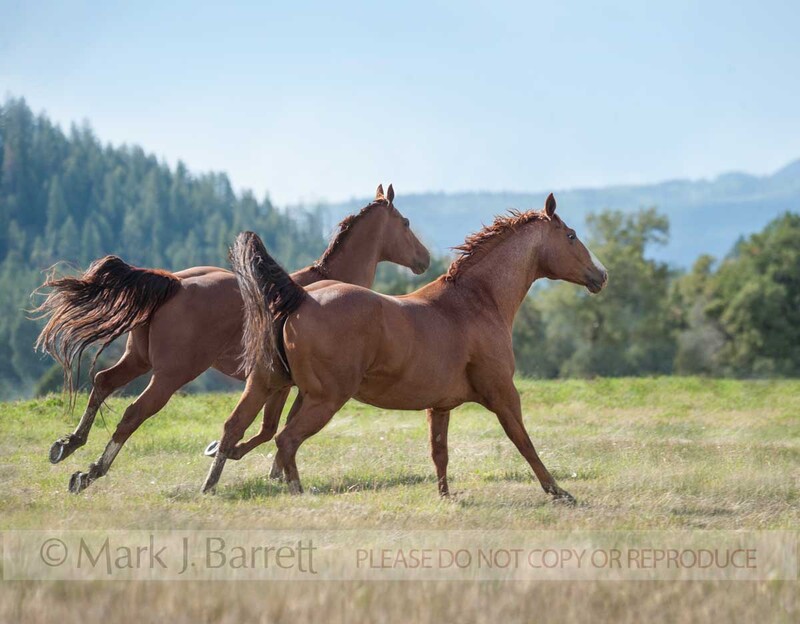 8668-31B.jpg :: Pair of American Quarter Horses run across alpine field with blue sky