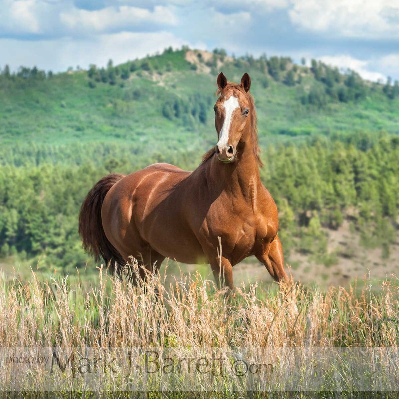 8668-5B(4).jpg :: Red roan Quarter Horse stallion