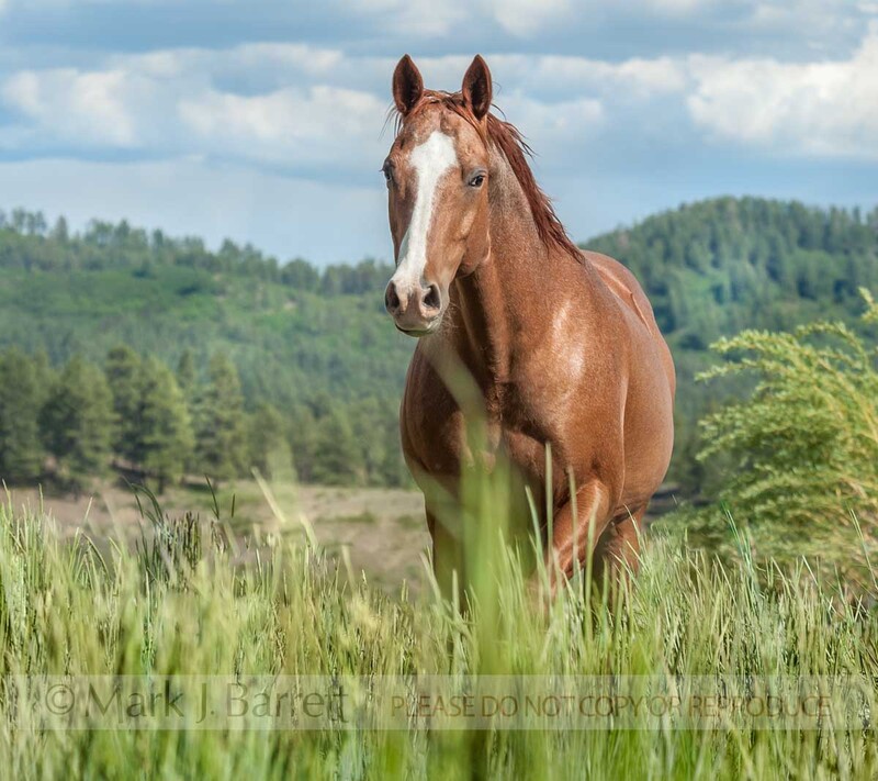 8668-7.jpg :: Red roan Quarter Horse stallion
