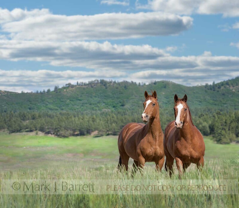 8668-9B.jpg :: Pair of adult American Quarter Horses in alpine field with mountain and sky