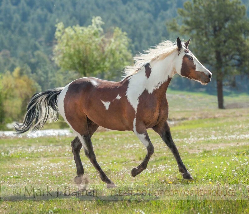 8670-7.jpg :: adult male Paint Quarter Horse appendix  gelding runs in alpine field