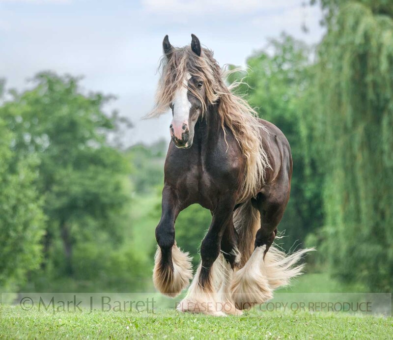 8671-35A(1).jpg :: Adult male silver dapple Gypsy Vanner Horse stallion trots toward us