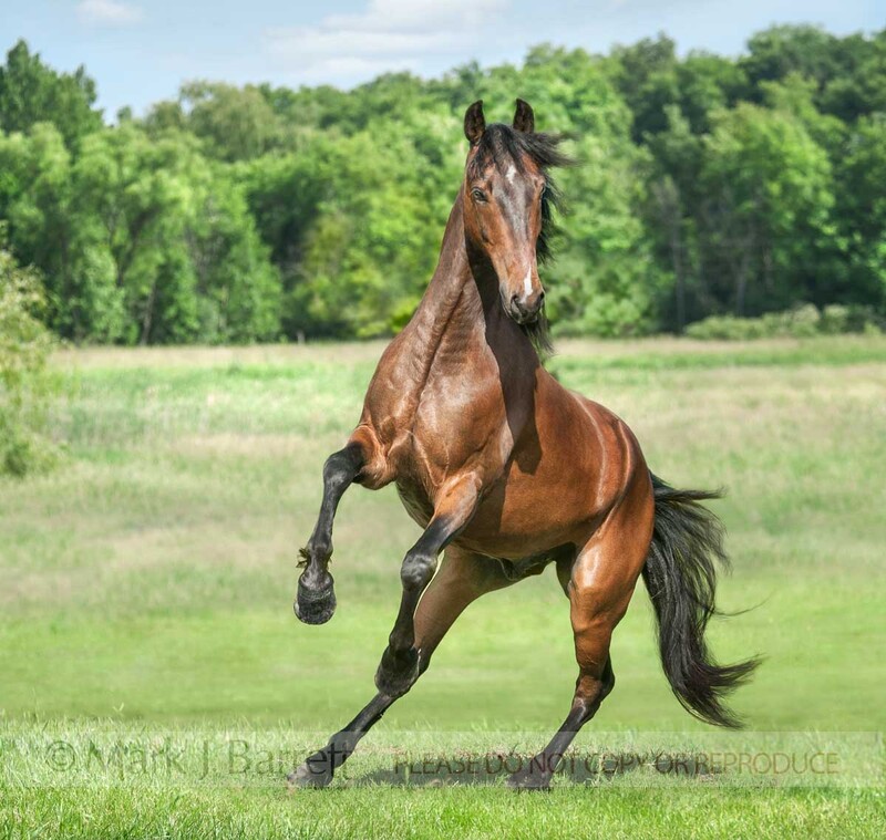8673-28B(1).jpg :: 4 year old Morgan horse stallion