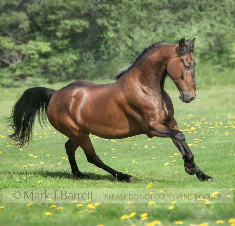 8673-32B(1).jpg :: adult male Morgan horse stallion  runs in wildflower field