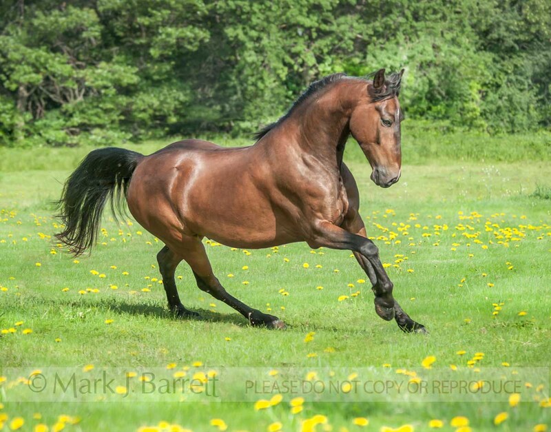 8673-32B.jpg :: 4 year old Morgan horse stallion