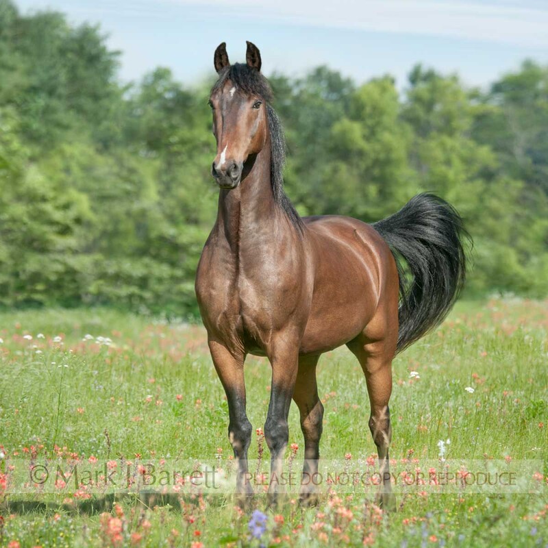 8673-9B.jpg :: adult male Arabian horse stnds in wildflower meadow