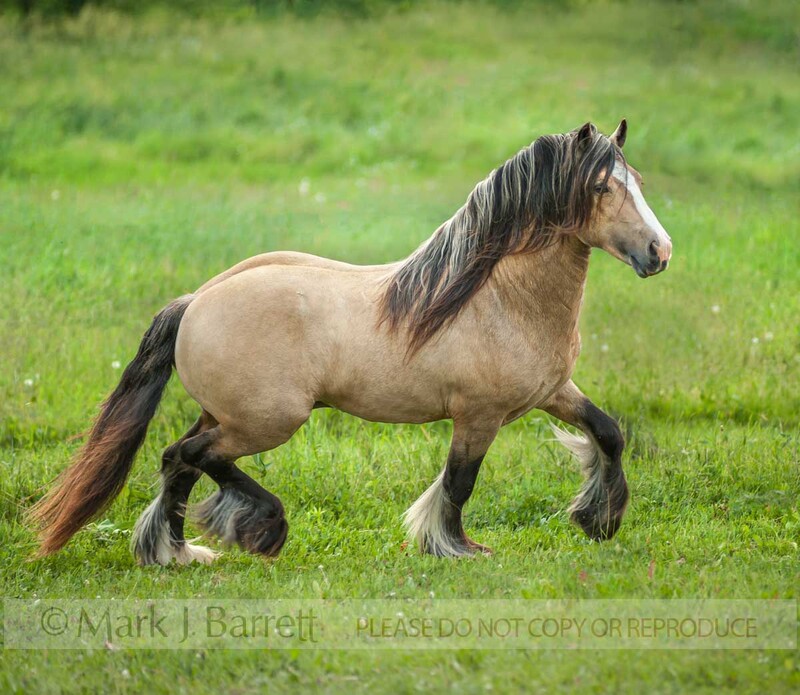 8674-17A(1).jpg :: Gold buckskin Gypsy Vanner Horse stallion