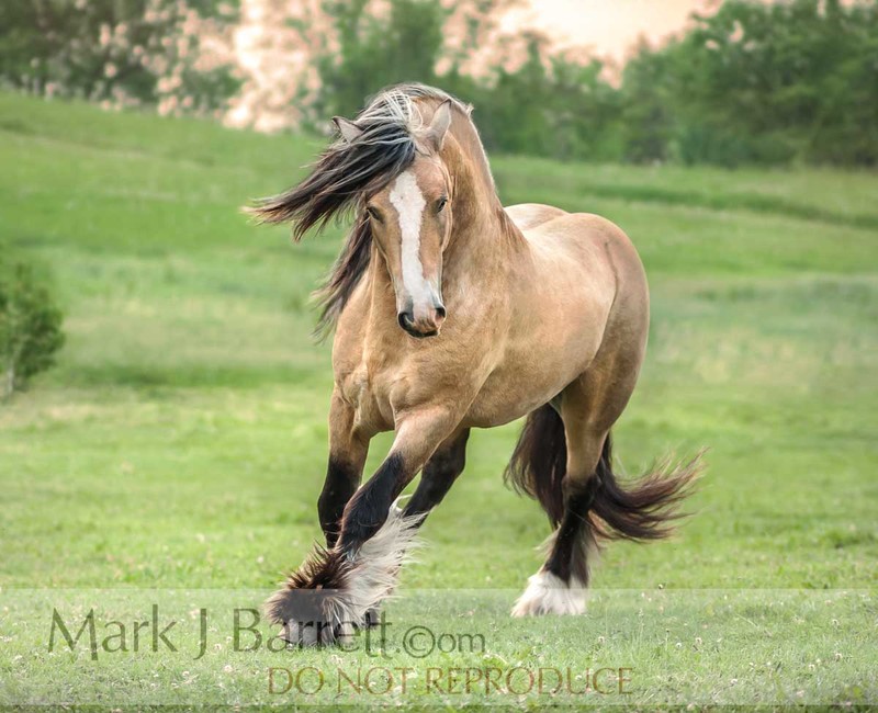 8674-31A(1).jpg :: Gold buckskin Gypsy Vanner Horse stallion