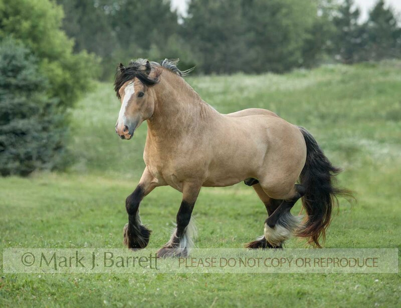 8674-34A.jpg :: adult male gold buckskin Gypsy Vanner Horse stallion in green field