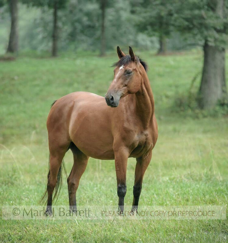 8675-27B.jpg :: adult male Dutch Trekahner warmblood gelding standing in grass field