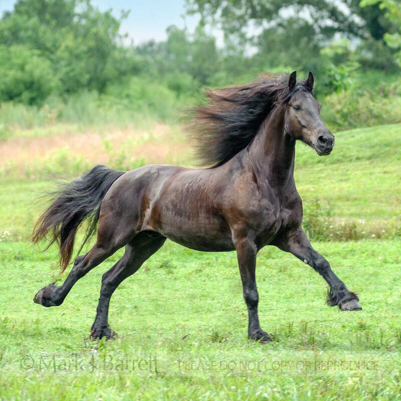 8676-22A(1).jpg :: Friesian Horse gelding 4 year old runs across open field