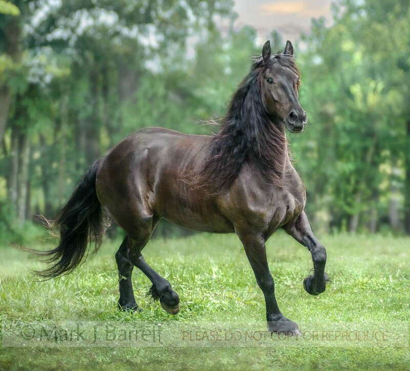 8676-25B(1).jpg :: Friesian Draft Horse adult male trots in green field