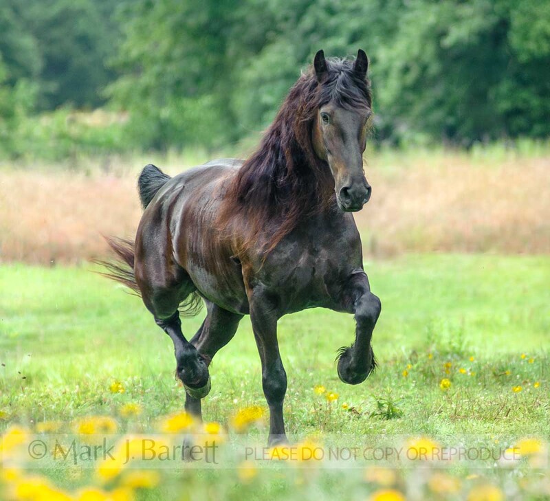 8676-26B.jpg :: Friesian Horse gelding 4 year old