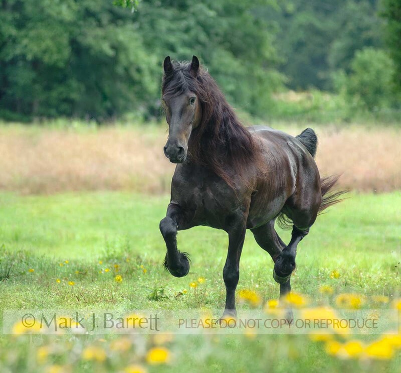 8676-26B1.jpg :: adult male Friesian Horse gelding trots across meadow