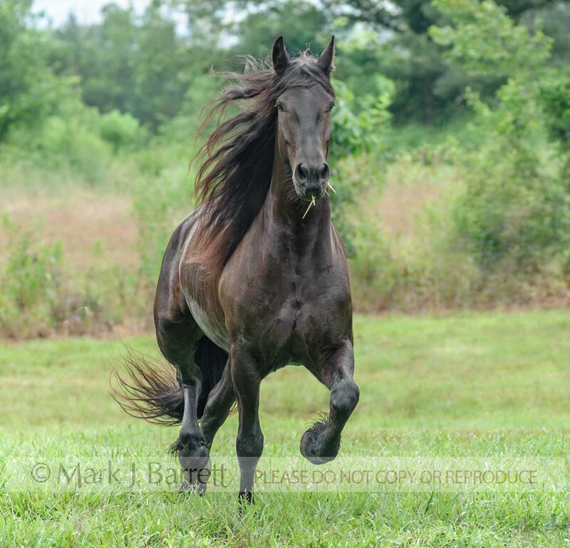 8676-27A.jpg :: adult male Friesian Horse gelding trots across meadow