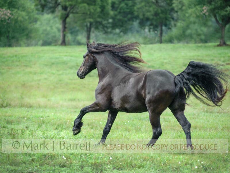 8676-35A.jpg :: adult male Friesian Horse gelding runs across grass field