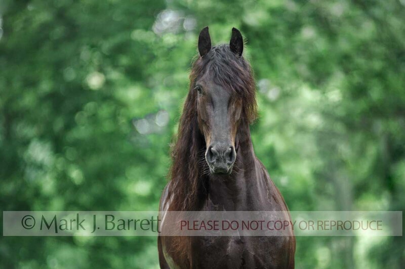 8676-3A.jpg :: adult male Friesian Horse gelding portrait