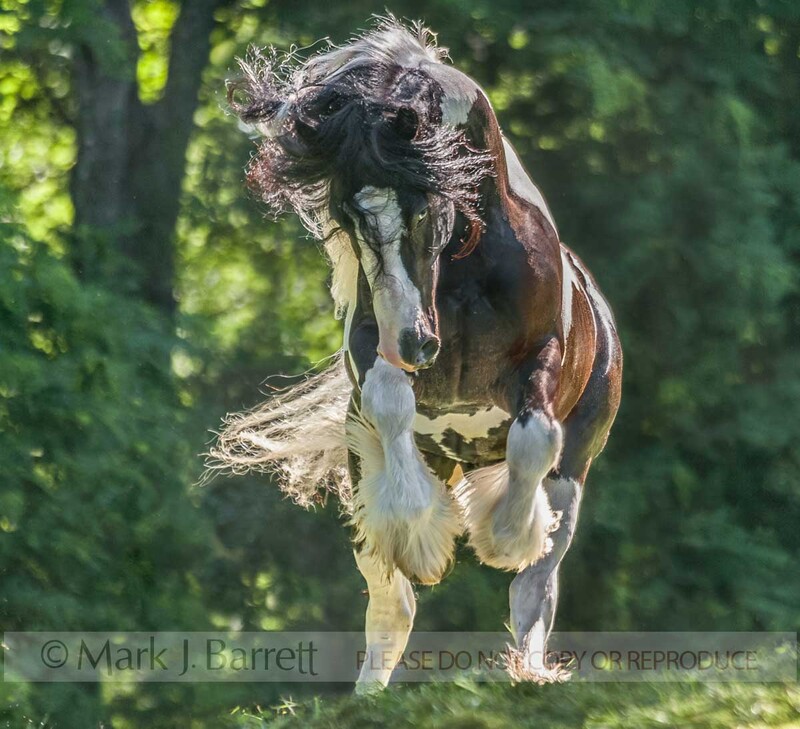 8677-19(1).jpg :: adult male Gypsy Vanner Horse stallion leaps forward with attitude in grass field