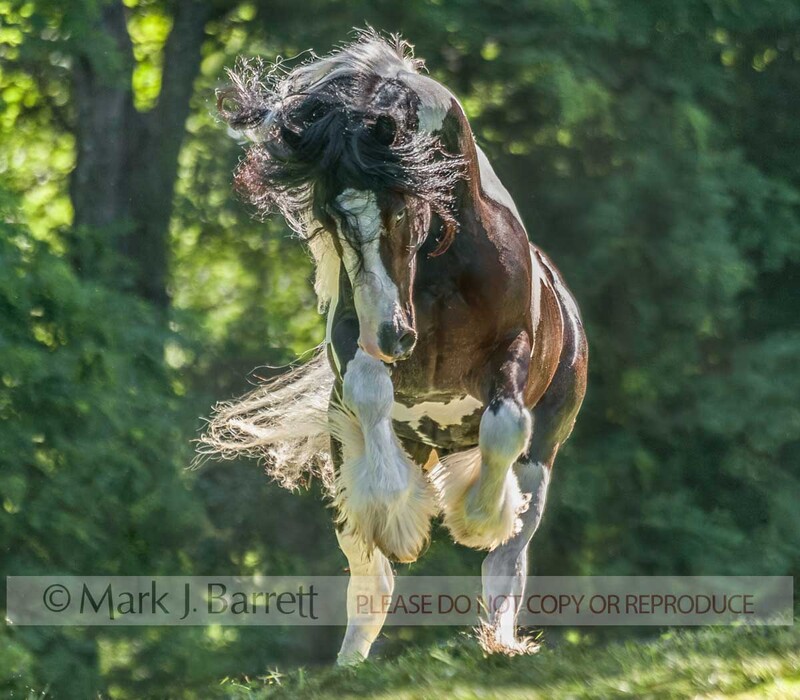 8677-19(2).jpg :: adult male Gypsy Vanner Horse stallion leaps forward with attitude in grass field