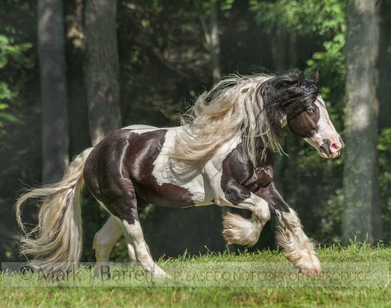 8677-2(1).jpg :: Gypsy Vanner Horse stallion