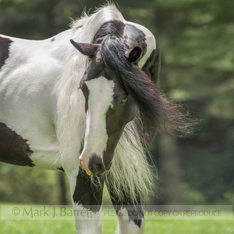 8677-69(1).jpg :: Gypsy Vanner Horse stallion